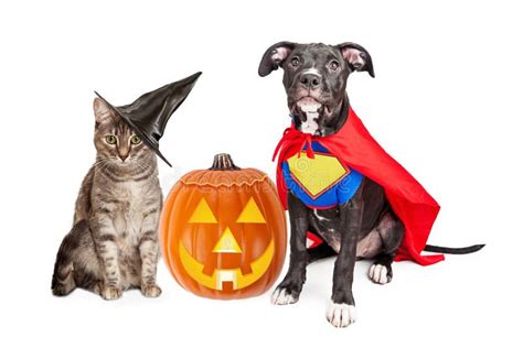 Halloween Puppy And Kitten With Pupmkin Stock Image Image 58355933
