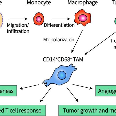 Role Of Tumor Associated Macrophages Polarization And Role Of Tams In