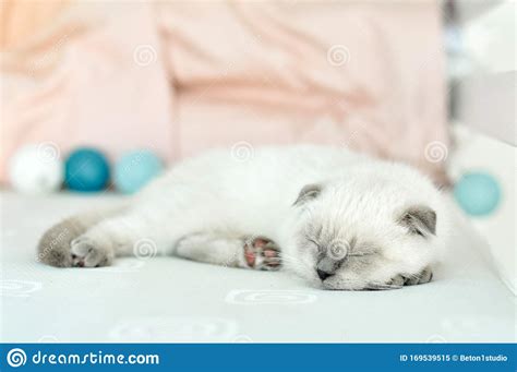 White Scottish Fold Domestic Cat Sleeping In White Bed Beautiful White