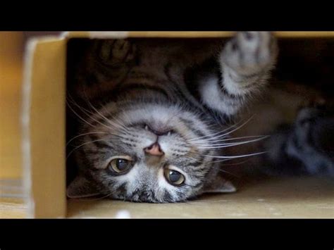Worlds Funniest Cats And Their Best Moments Funny Cat Compilation