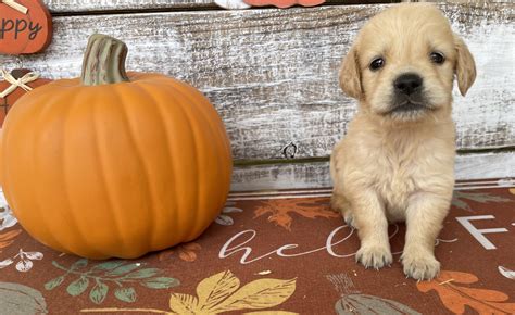 Golden Retrievers — Sickler Farm