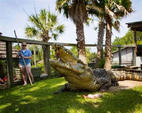 Uten The Croc Lives At Alligator Adventure In Myrtle Beach Born 1964