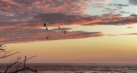 Kiawah Island Banding Station Sunrises And Birds All One Can Ask For
