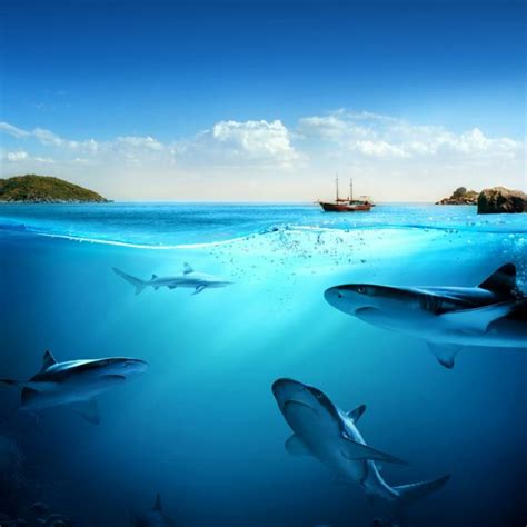 Underwater Wallpapers Ocean Free Images Cool Hd