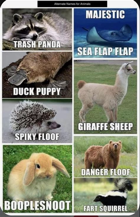Alternate Animal Names