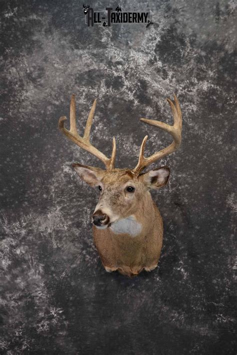 Whitetail Deer Taxidermy Shoulder Mount For Sale Sku 1218 All Taxidermy