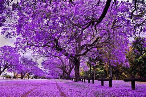 Magnificent Trees Jacaranda Tree Tree Seeds Tree