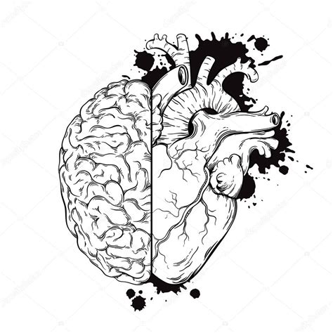 Arte De Línea Dibujado A Mano Cerebro Humano Y Mitades Del Corazón