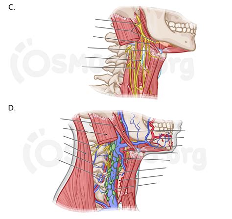 Superficial Structures Of The Neck Anterior Triangle Osmosis