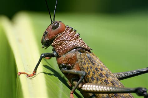 75 Percent Of Insects Lost In Protected Nature Reserves