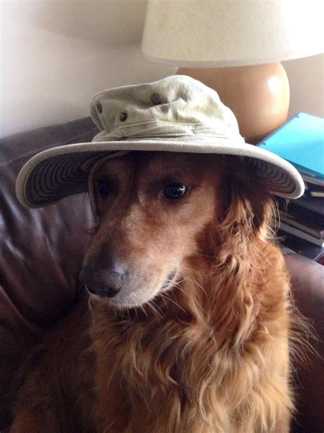 My Boy Osi Wearing A Hat Bernesemountaindog Funny Dog Memes Cute Cats And Dogs Funny Dog