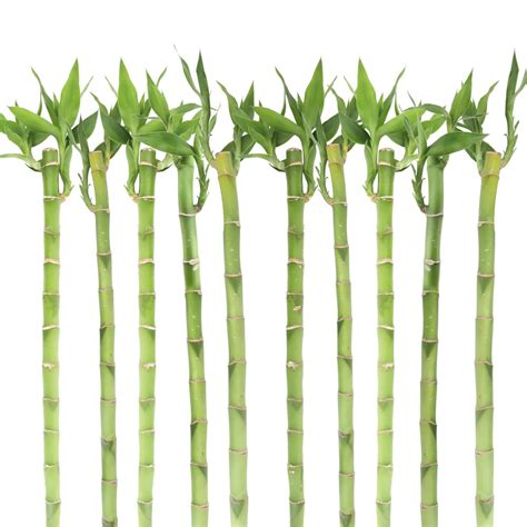 Costa Farms Live Indoor 20in Tall Green Lucky Bamboo Shade Plant 10