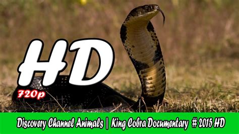 Discovery Channel Animals Animal Planet King Cobra Documentary 2015 Hd