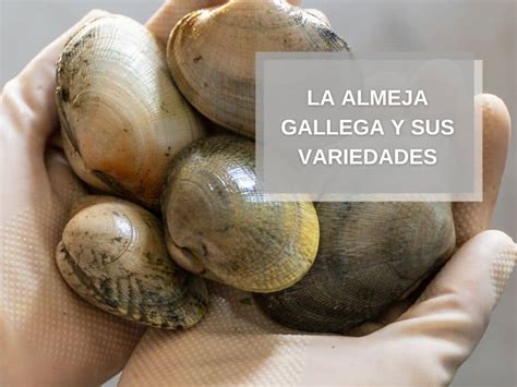 La almeja gallega y sus variedades Pescadería Online Coyomar Compra