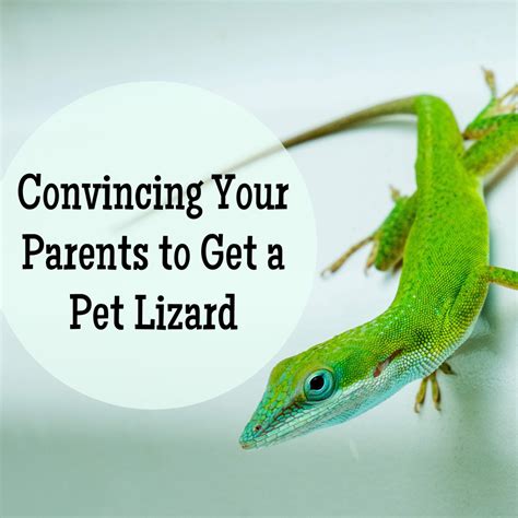 How To Convince Your Parents To Let You Have A Pet Lizard Pethelpful