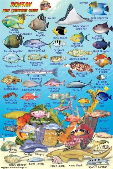 Roatan Mini Fish Card Franko Maps