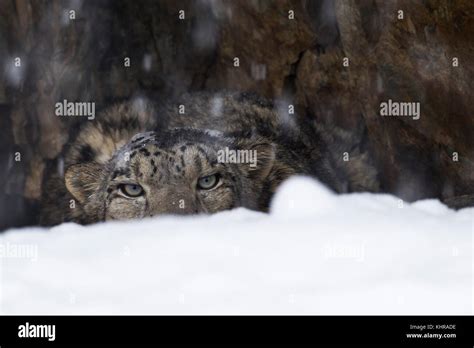 Snow Leopard Panthera Uncia Wild Male Peering Over Snow During
