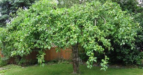 We picked our first yellow transparent on july 15th. Yellow Transparent Apple Tree 15 July 2011 | Iambic Cafe