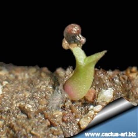 It is not too difficult in a greenhouse, although grows quite slowly. Germination