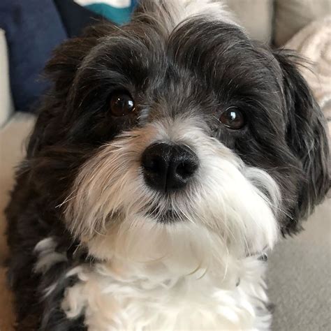 14 Magnificent Reasons To Adore Havanese Dogs Petpress