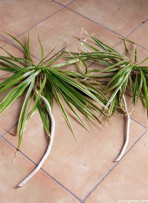 A Dracaena Marginata Needs Pruning How To Do It