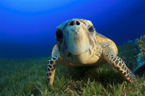 Wallpaper Hawksbill Sea Turtle Bahamas Atlantic Pacific Indian