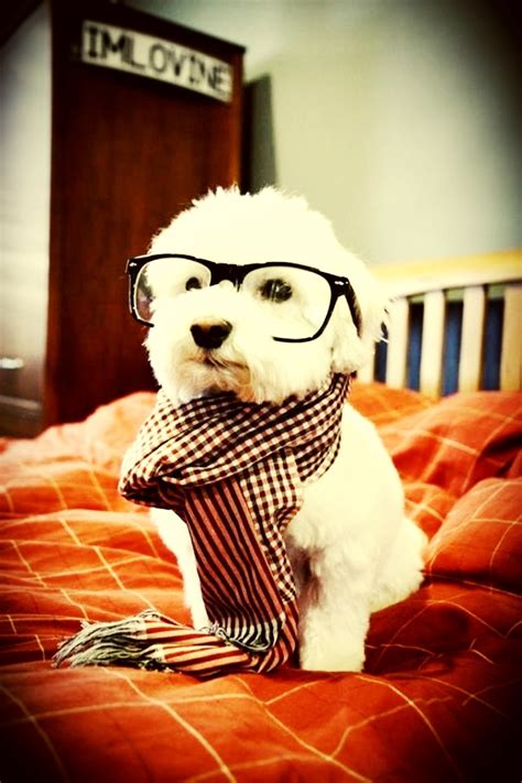 Hipster Dog Quotes And Art Pinterest Hipster Hipster