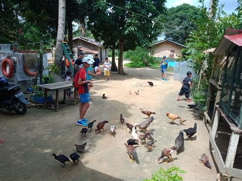 Korban menduga pelakunya adalah tamu hotel. Mantap! Kampung Baru Lagoi Makin Sering Dikunjungi ...