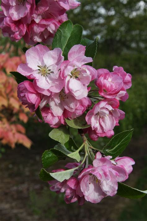 Malus Cultivars R Trees And Shrubs Online