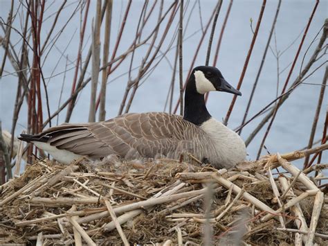 Canada Goose Nesting Location Eggs Behavior Birdfact