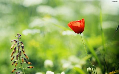 61 Red Poppy Wallpaper On Wallpapersafari