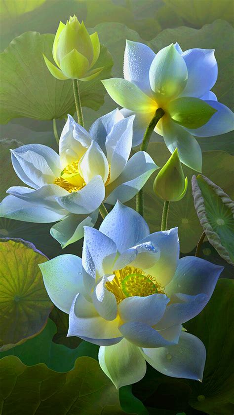 Lotus Flower Wallpaper For Samsung Galaxy J7 Prime