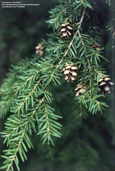 Plantfiles Pictures Western Hemlock Alaska Pine Pacific Hemlock