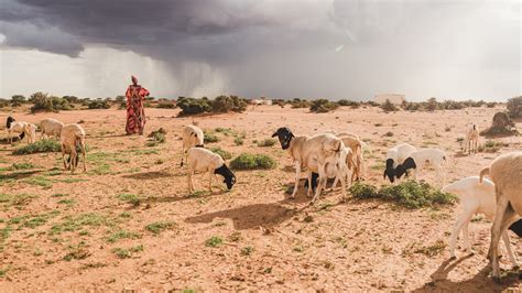 Living At The Mercy Of The Rain In Somaliland Environment Al Jazeera
