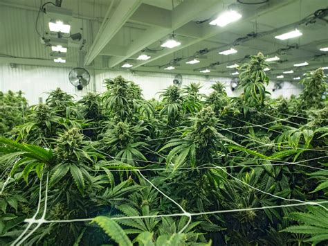 Maybe you would like to learn more about one of these? Growing Marijuana Indoors for Beginners | Cannabis wiki