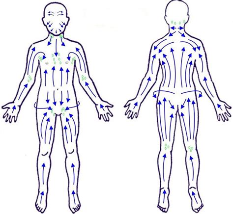 Das lymphsystem des menschen, 24 x 34 cm, papier: Ganzheitliche Reinigung des Lymphsystems: Wichtiger Teil der Entgiftung - ☼ ☺ Informationen und ...