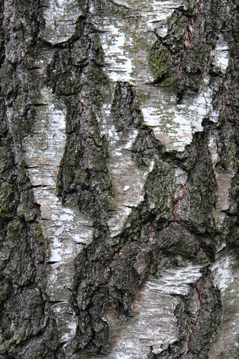 Birch Tree Bark Texture Stock Image Image Of Abstract 68992953