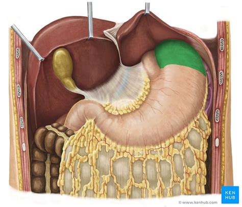 Fundus Gastricus Anatomy And Function Kenhub