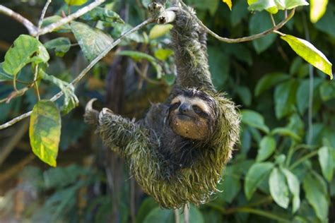 Could Antibiotic Producing Sloth Fur Be The Key To Fighting Bacteria