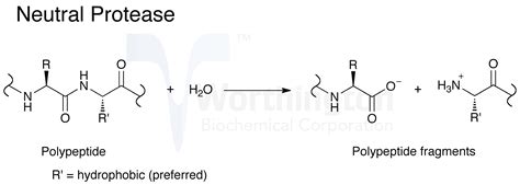 So now that we know all that proteases can do, where can you get them from? Neutral Protease (Dispase) - Worthington Enzyme Manual