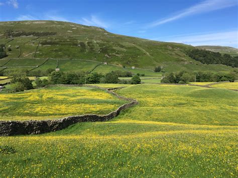 Hay Meadows In The Yorkshire Dales Dales Discoveries