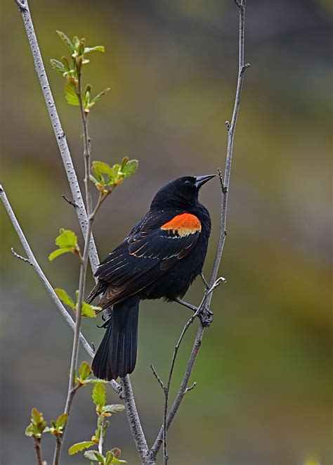 Red Winged Blackbird Bird Of The Week