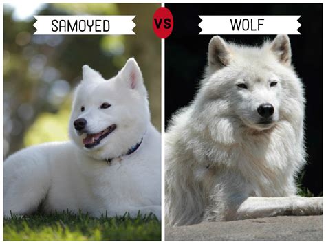 What Breed Of Dog Is Closest To The Wolf