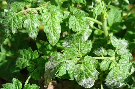 What Causes White Spots On Tomato Leaves Easy Way To Garden