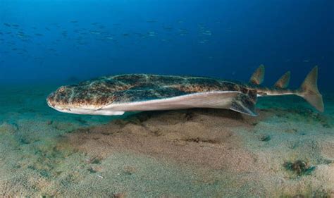 Endangered Angel Shark Found Off The Coast Of Wales Nature News