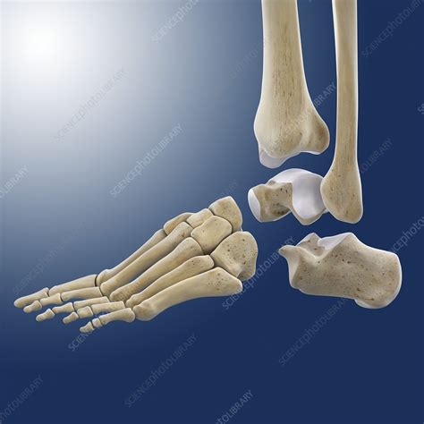 Ankle Joint Anatomy Artwork Stock Image C0200139 Science Photo
