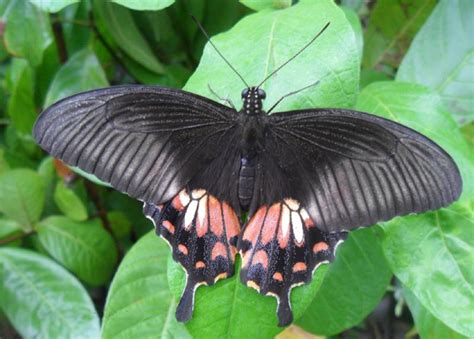 first butterfly park in bangladesh the asian age online bangladesh