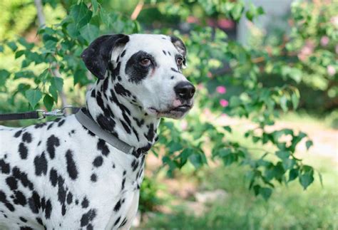 White Dog With Black Spots