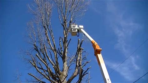Tree Trimming Youtube