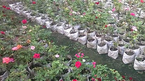 Planting Rose In Pots And Plastic Bags Gardening Ideas
